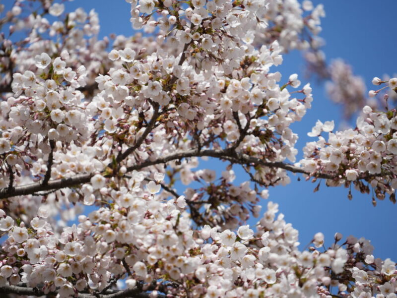 札幌・中島公園 2025 おすすめ花見スポットと桜開花状況をお届け!