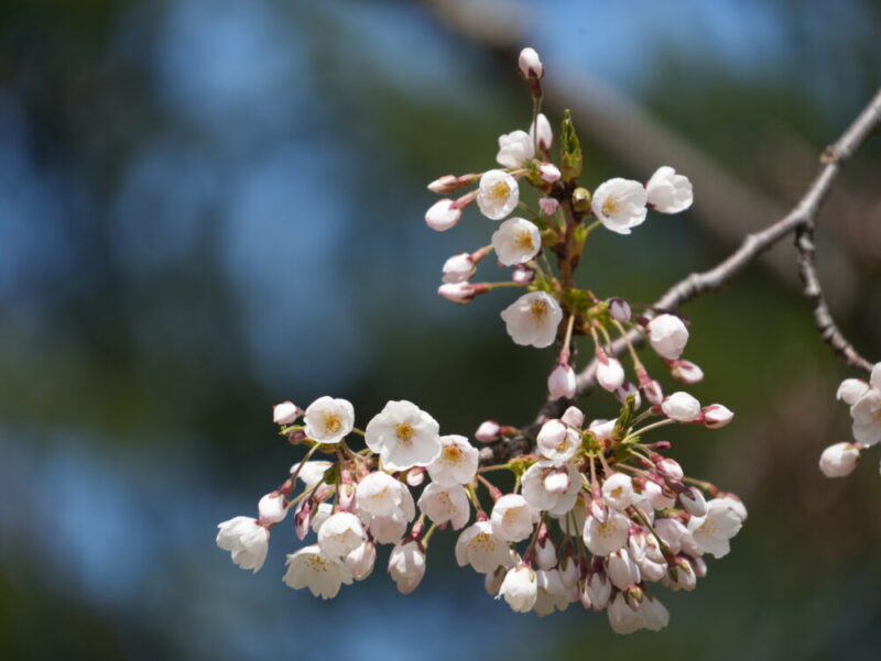 札幌・中島公園 2025 おすすめ花見スポットと桜開花状況をお届け!