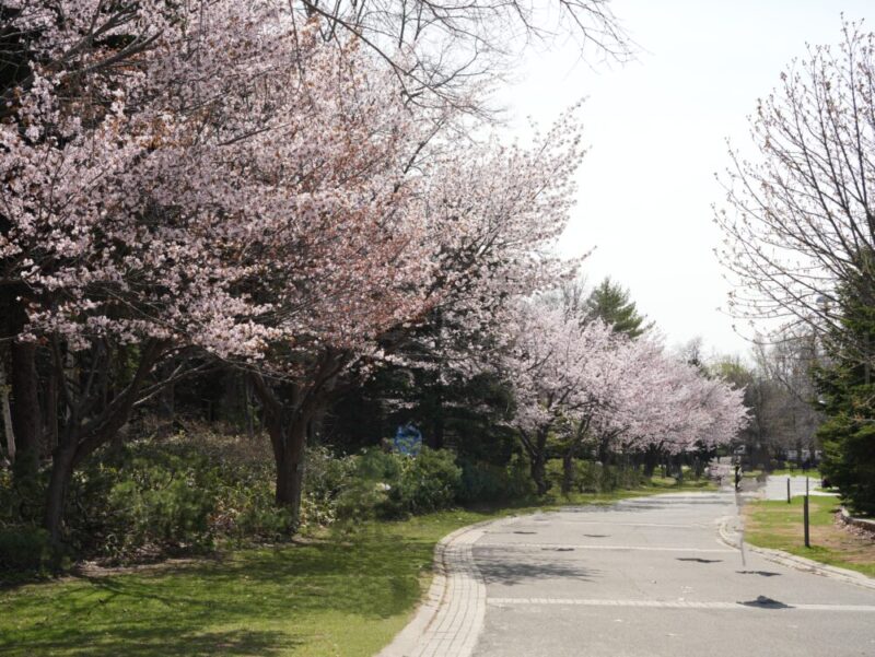 札幌・中島公園 2025 おすすめ花見スポットと桜開花状況をお届け!