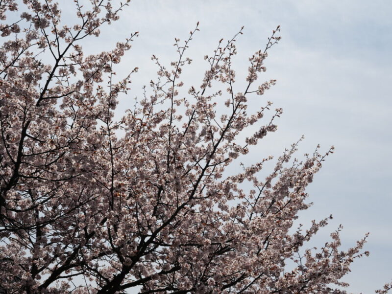札幌・中島公園 2025 おすすめ花見スポットと桜開花状況をお届け!