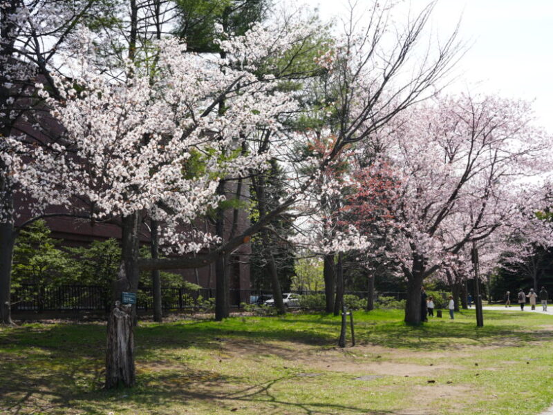札幌・中島公園 2025 おすすめ花見スポットと桜開花状況をお届け!