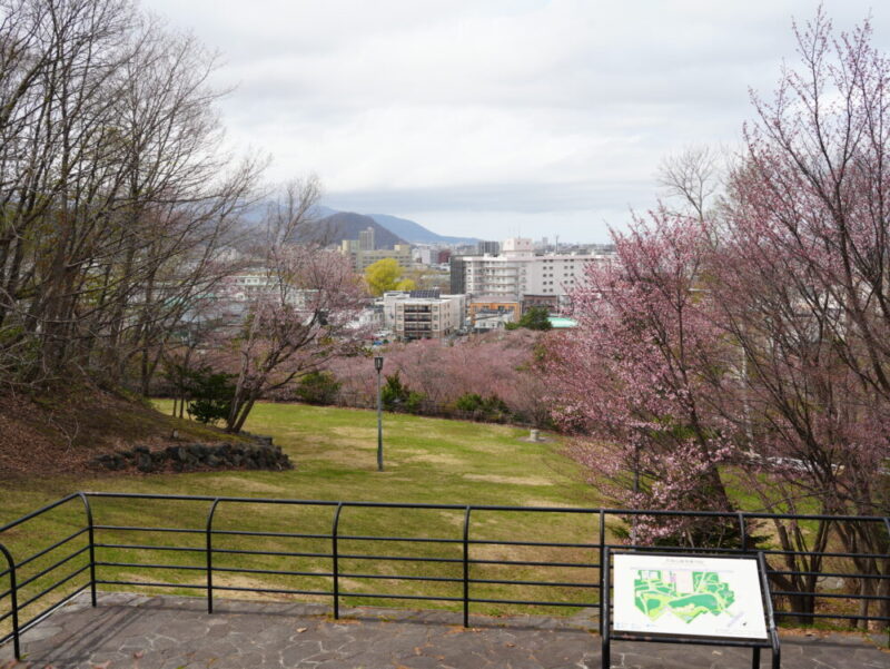 天神山緑地 桜開花状況(情報)2025年