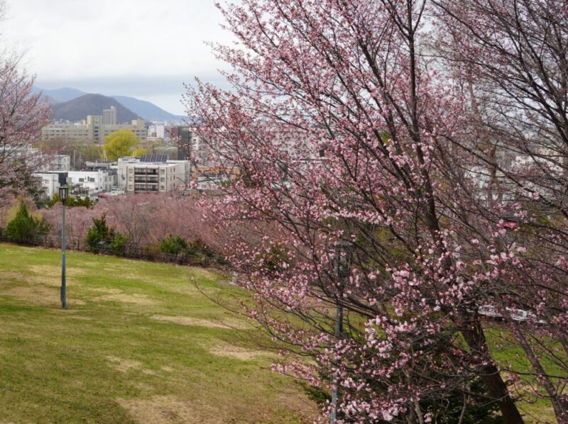 天神山緑地 桜開花状況(情報)2025年