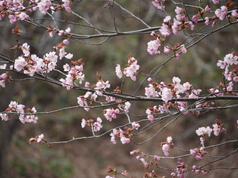 天神山緑地 桜開花状況(情報)2025年