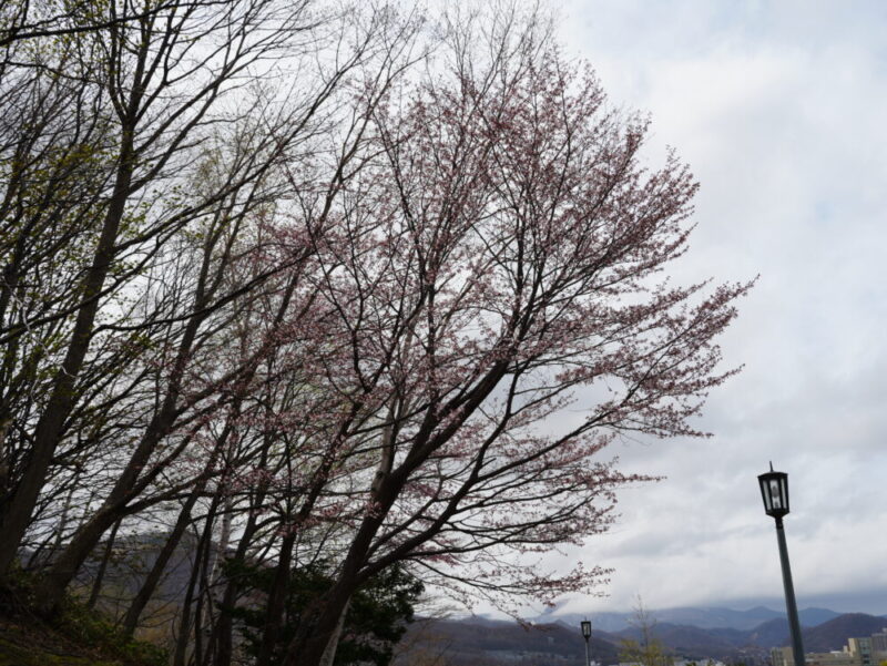 天神山緑地 桜開花状況(情報)2025年