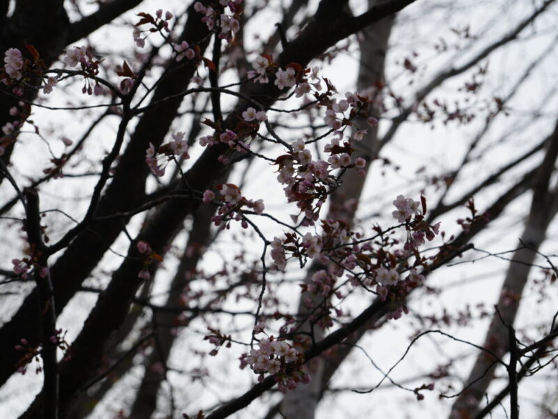 天神山緑地 桜開花状況(情報)2025年