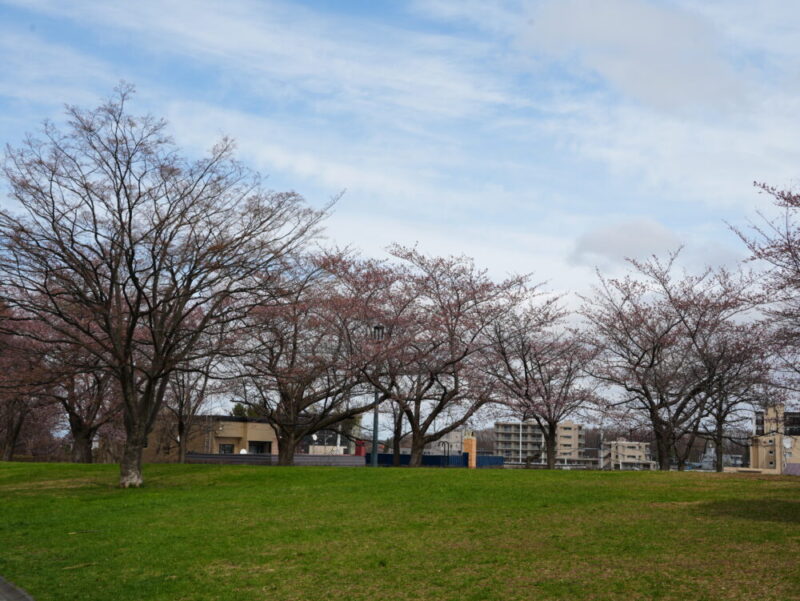 天神山緑地 桜開花状況(情報)2025年