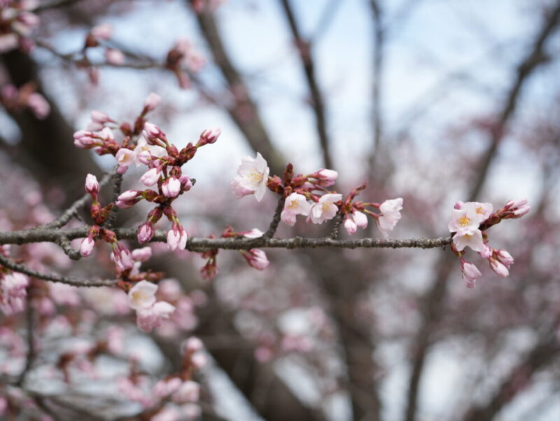 天神山緑地 桜開花状況(情報)2025年