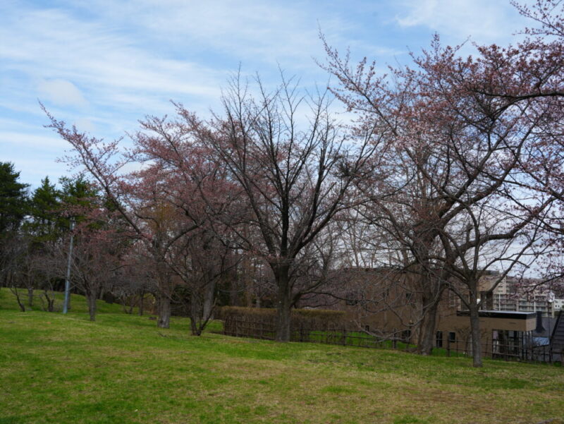 天神山緑地 桜開花状況(情報)2025年
