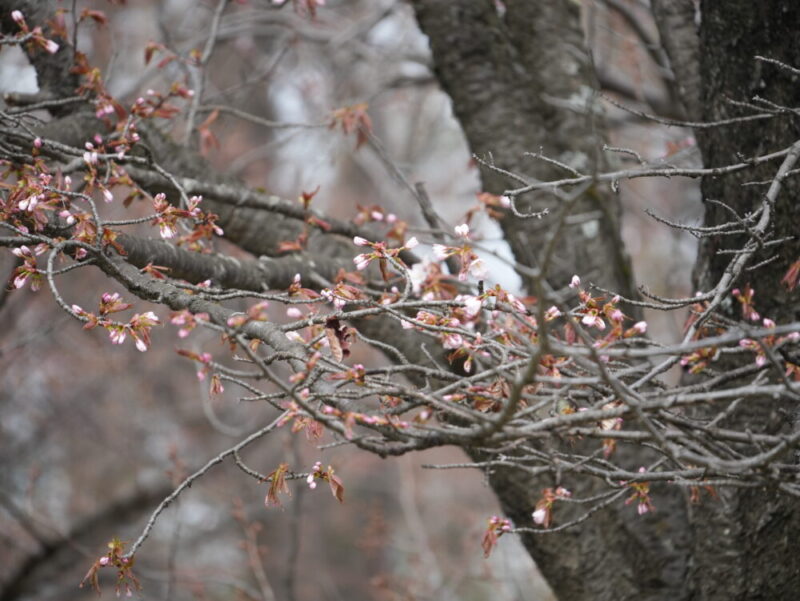 天神山緑地 桜開花状況(情報)2025年
