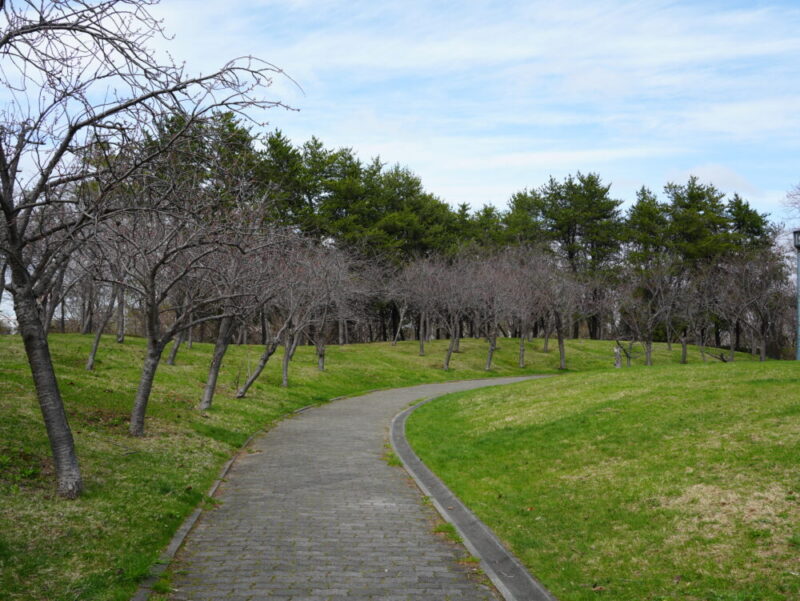 天神山緑地 桜開花状況(情報)2025年