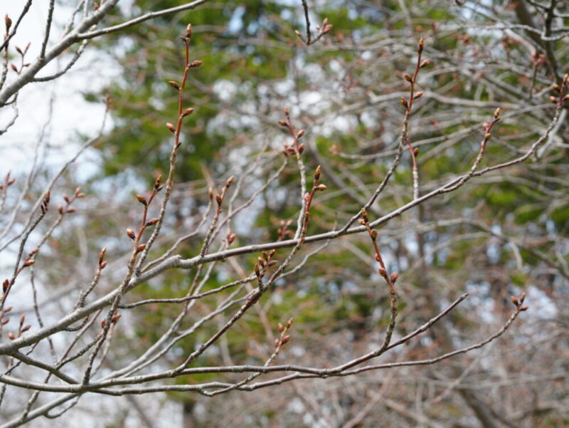 天神山緑地 桜開花状況(情報)2025年