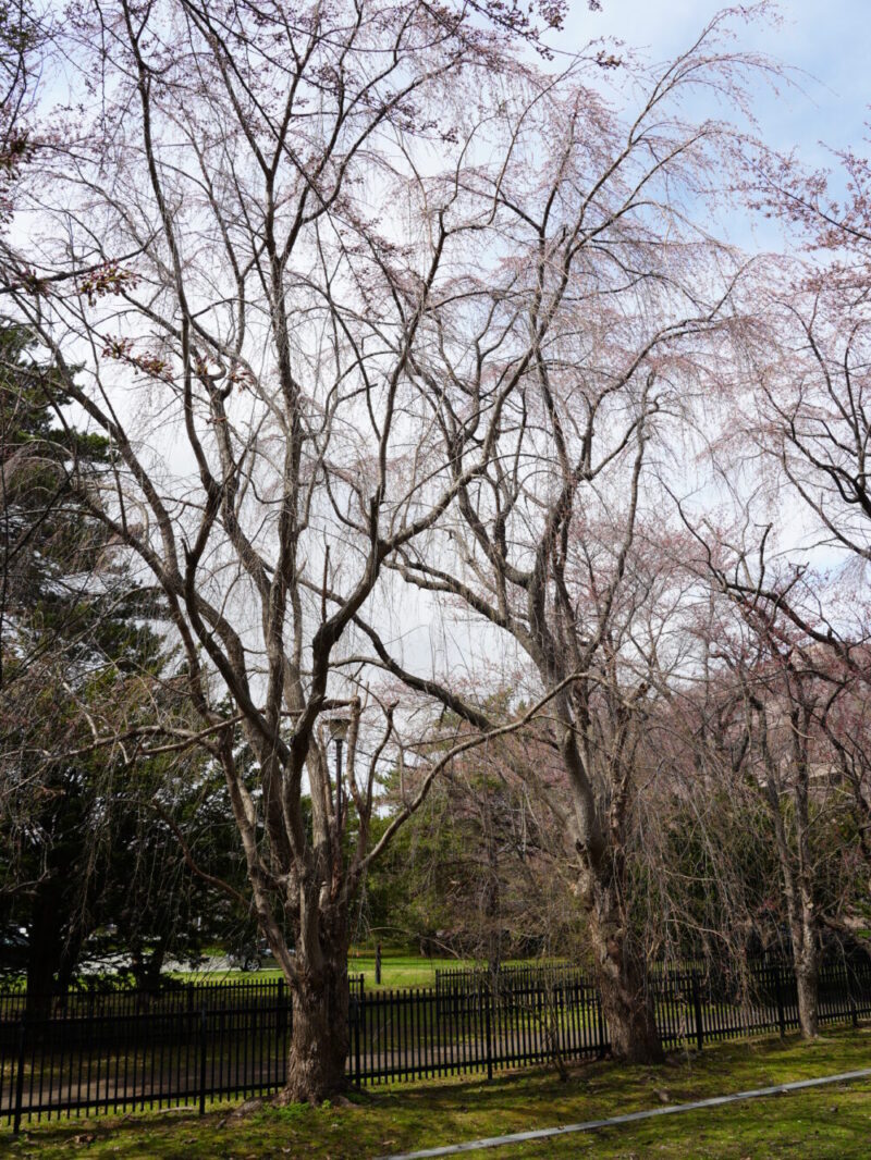 天神山緑地 桜開花状況(情報)2025年