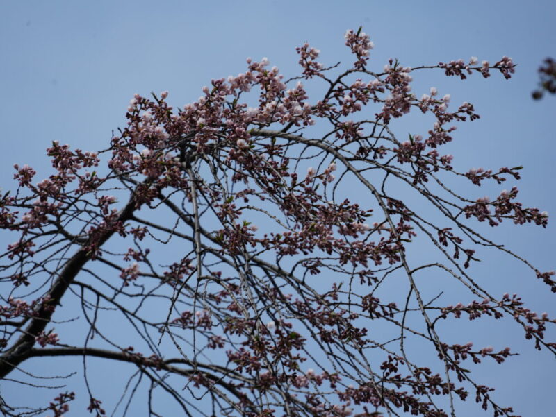 天神山緑地 桜開花状況(情報)2025年