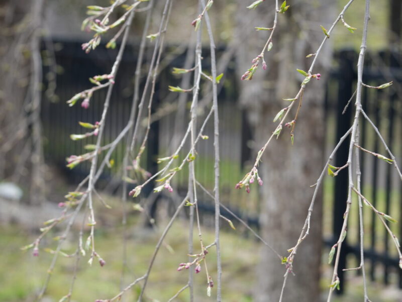 天神山緑地 桜開花状況(情報)2025年