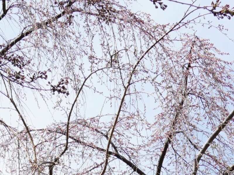 天神山緑地 桜開花状況(情報)2025年