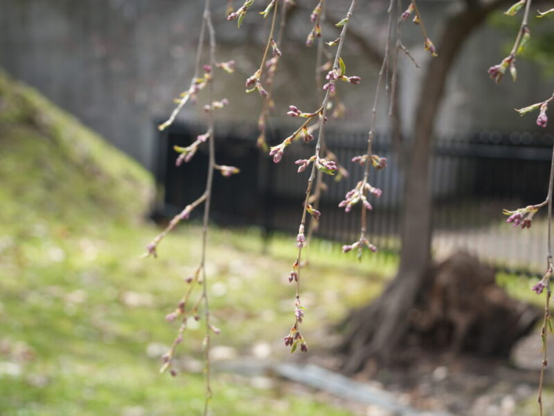 天神山緑地 桜開花状況(情報)2025年