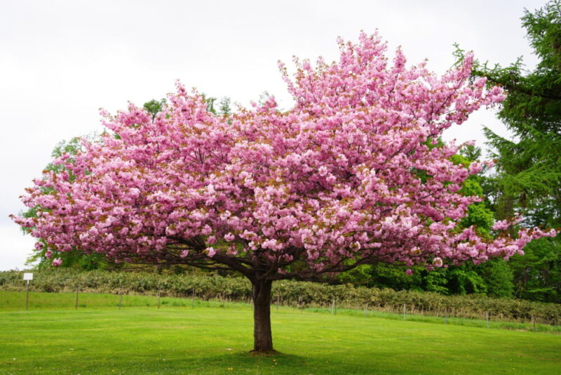 嵐の桜 さっぽろ羊ヶ丘展望台 ARASHI 嵐記念日