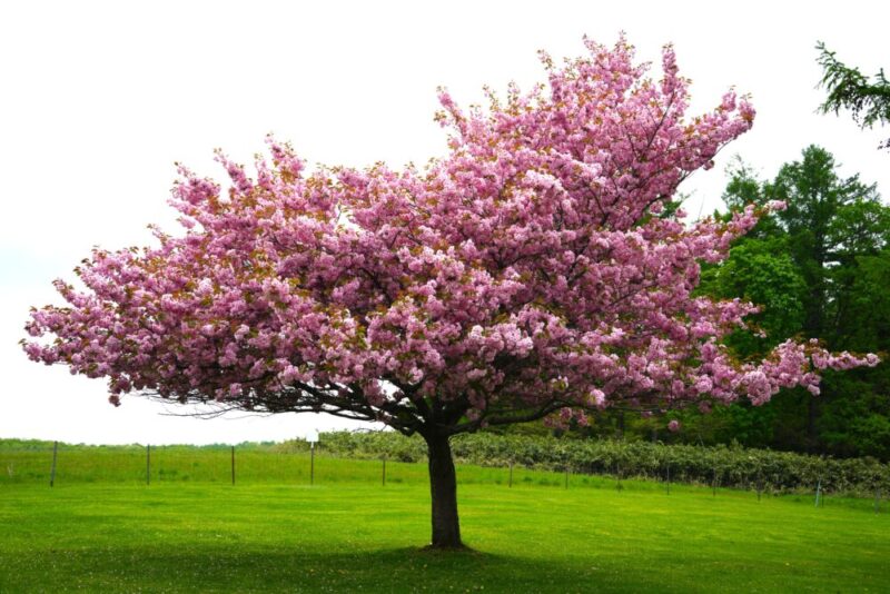 嵐の桜 さっぽろ羊ヶ丘展望台 ARASHI 嵐記念日