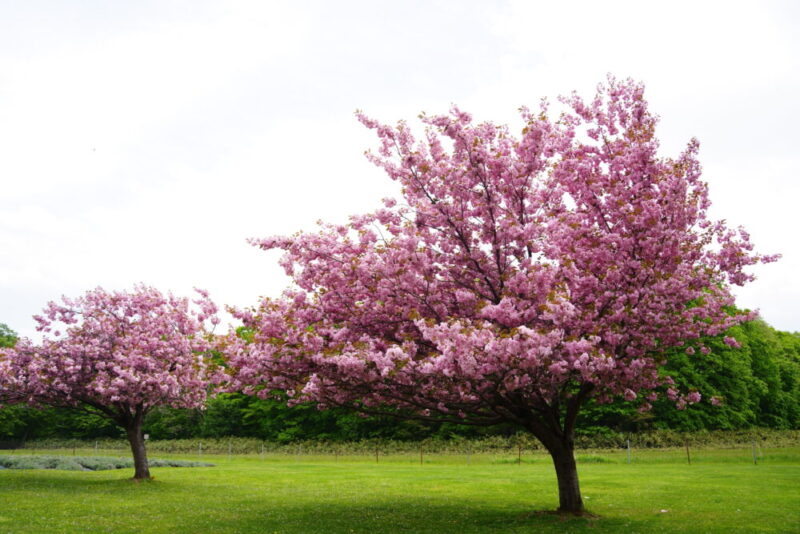 嵐の桜 さっぽろ羊ヶ丘展望台 ARASHI 嵐記念日