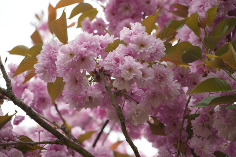 嵐の桜 さっぽろ羊ヶ丘展望台 ARASHI 嵐記念日