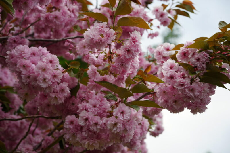 嵐の桜 さっぽろ羊ヶ丘展望台 ARASHI 嵐記念日