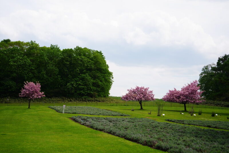 嵐の桜 さっぽろ羊ヶ丘展望台 ARASHI 嵐記念日