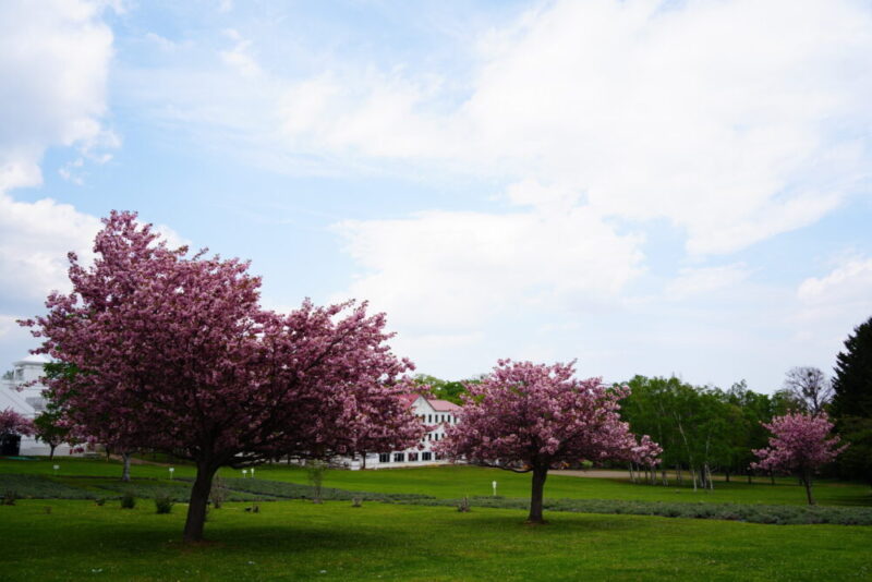 嵐の桜 さっぽろ羊ヶ丘展望台 ARASHI 嵐記念日