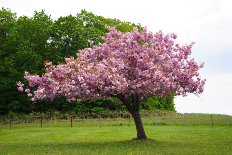 嵐の桜 さっぽろ羊ヶ丘展望台 ARASHI 嵐記念日