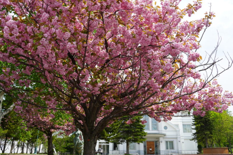 嵐の桜 さっぽろ羊ヶ丘展望台 ARASHI 嵐記念日