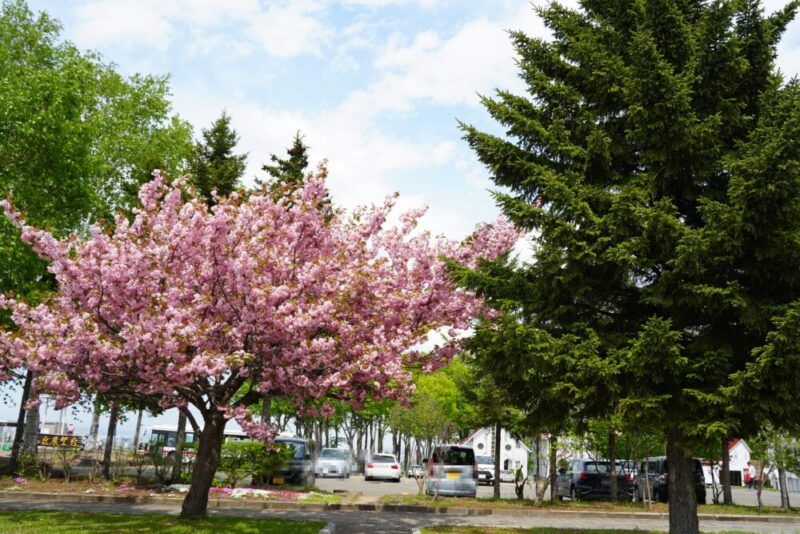 嵐の桜 さっぽろ羊ヶ丘展望台 ARASHI 嵐記念日