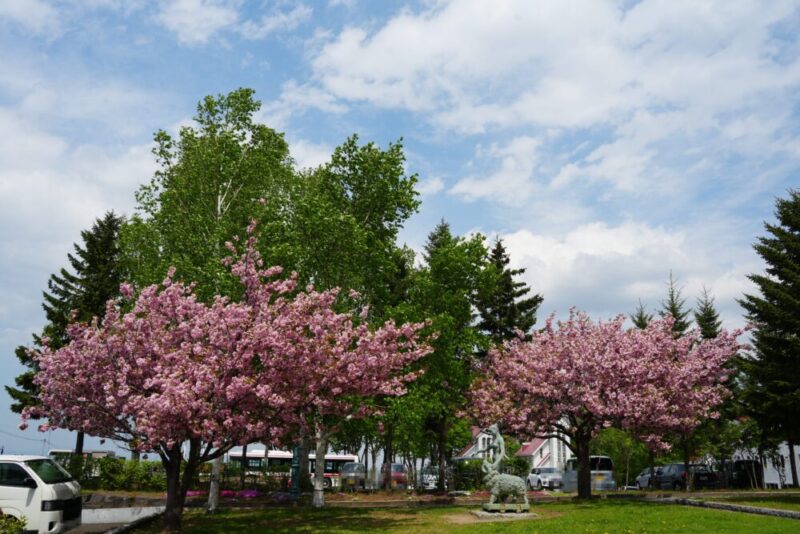 嵐の桜 さっぽろ羊ヶ丘展望台 ARASHI 嵐記念日