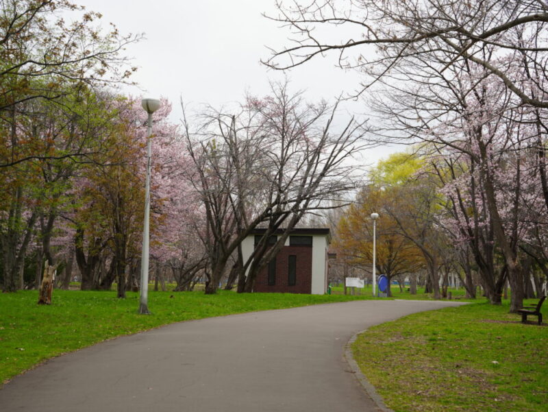 真駒内公園 桜開花状況(情報)2025年
