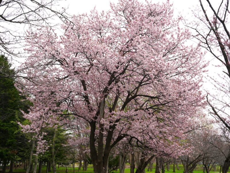 真駒内公園 桜開花状況(情報)2025年