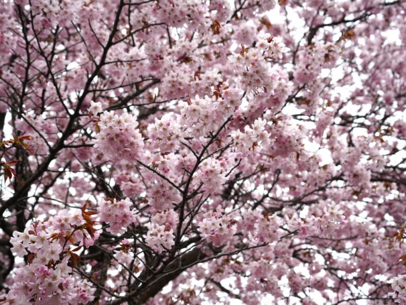 真駒内公園 桜開花状況(情報)2025年