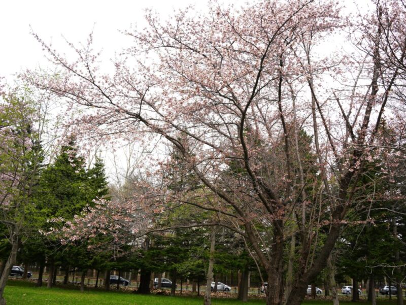 真駒内公園 桜開花状況(情報)2025年