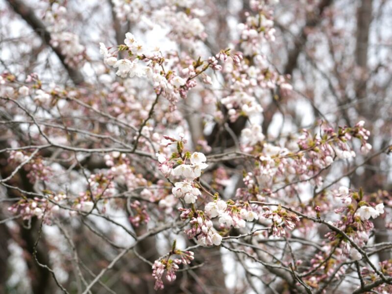 真駒内公園 桜開花状況(情報)2025年