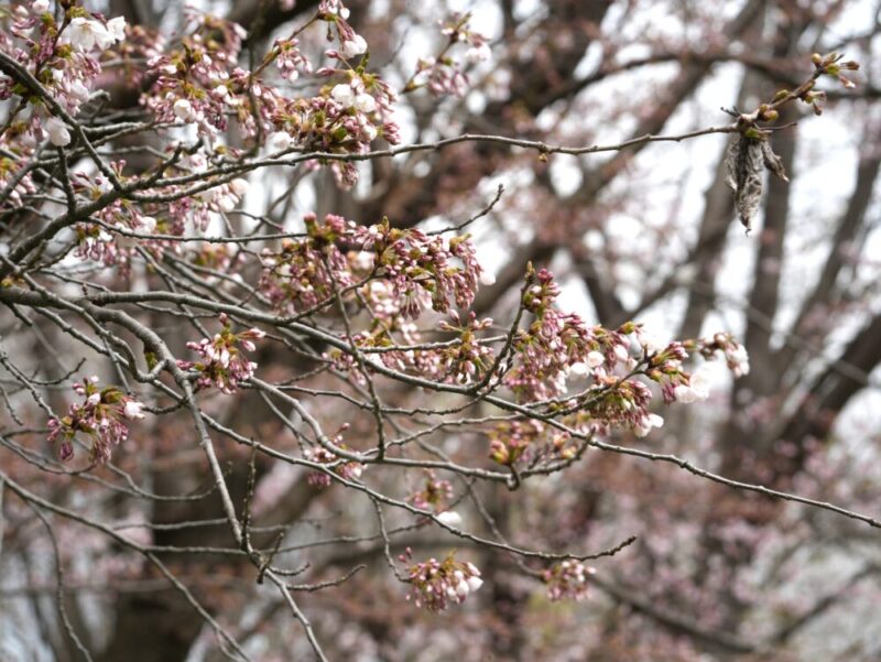 真駒内公園 桜開花状況(情報)2025年