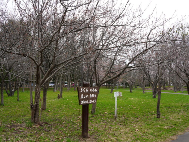 真駒内公園 桜開花状況(情報)2025年