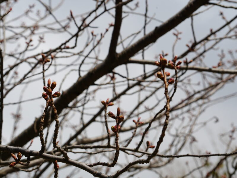 真駒内公園 桜開花状況(情報)2025年