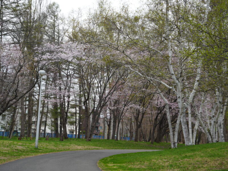 真駒内公園 桜開花状況(情報)2025年