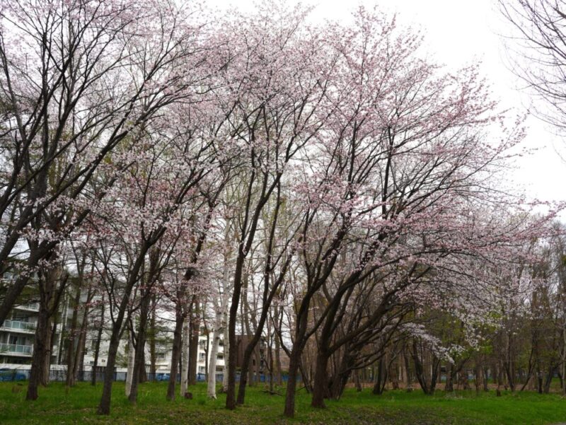 真駒内公園 桜開花状況(情報)2025年