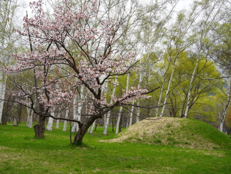 真駒内公園 桜開花状況(情報)2025年
