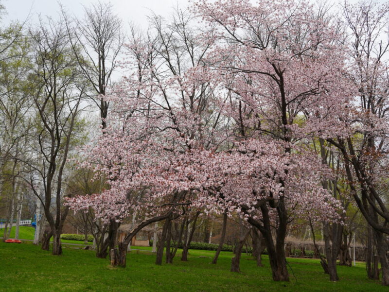 真駒内公園 桜開花状況(情報)2025年