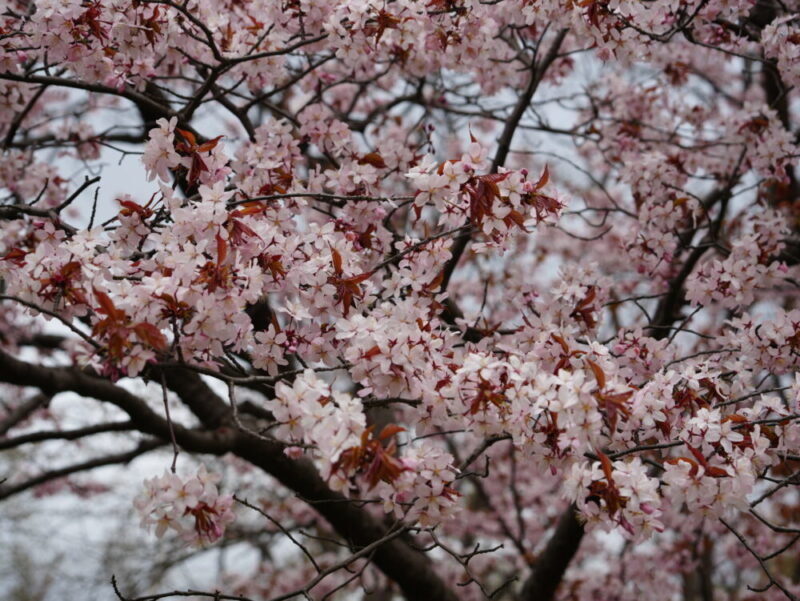 真駒内公園 桜開花状況(情報)2025年