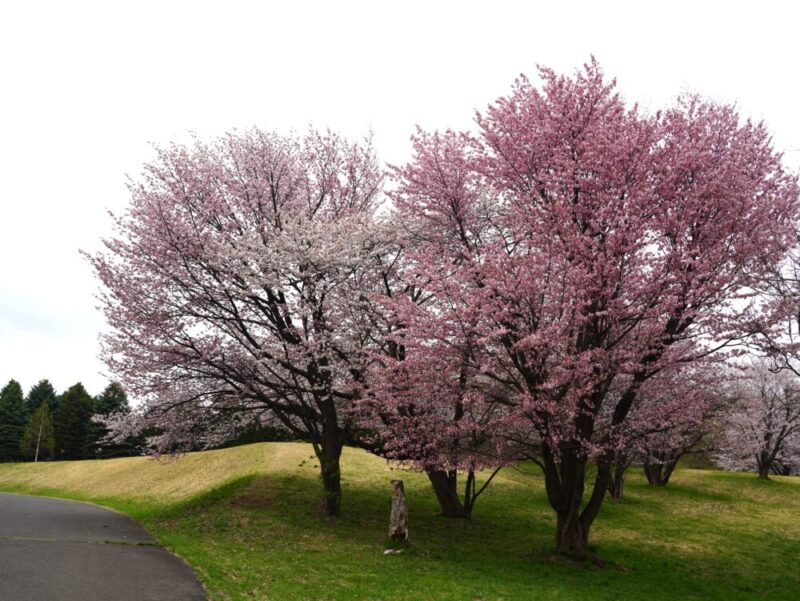 真駒内公園 桜開花状況(情報)2025年