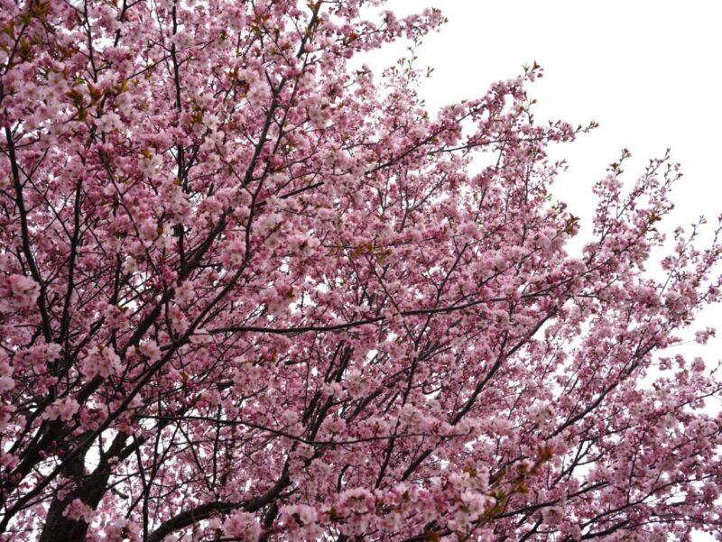 真駒内公園 桜開花状況(情報)2025年