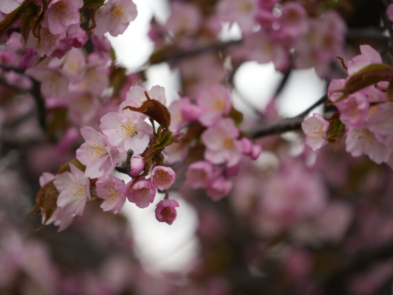 真駒内公園 桜開花状況(情報)2025年