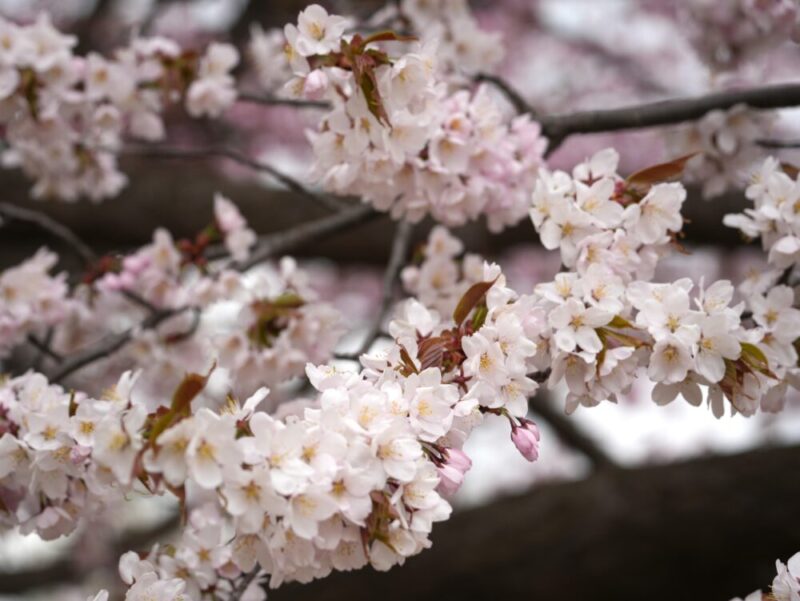 真駒内公園 桜開花状況(情報)2025年