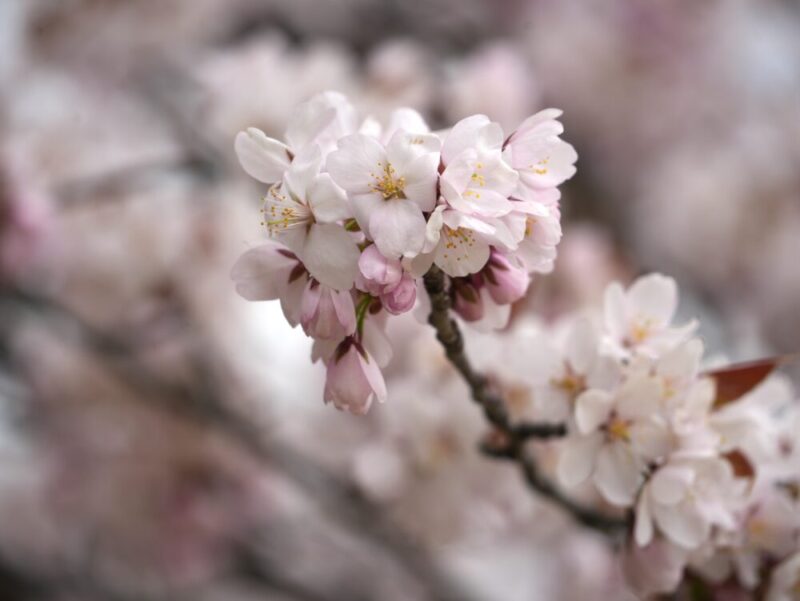 真駒内公園 桜開花状況(情報)2025年